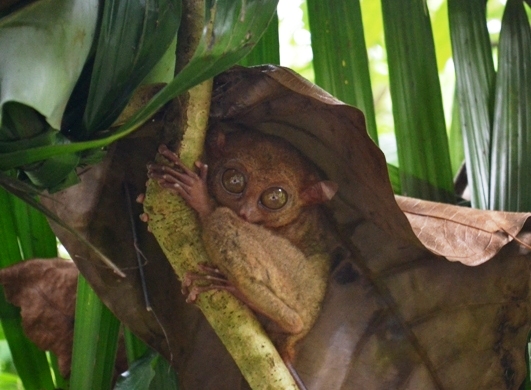 Bohol Tarsier
