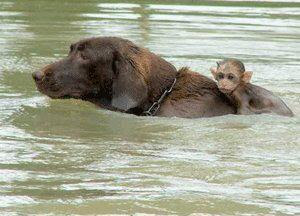 Flood+2011+-+Dog+rescuing+monkey.jpg