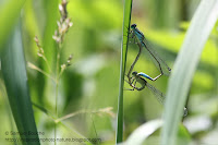 macro agrions coeur
