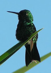 Blue-tailed emerald