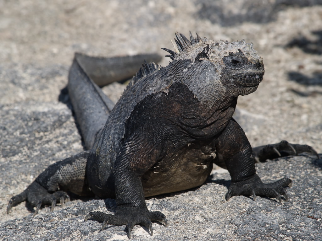 Galapagos Lizard