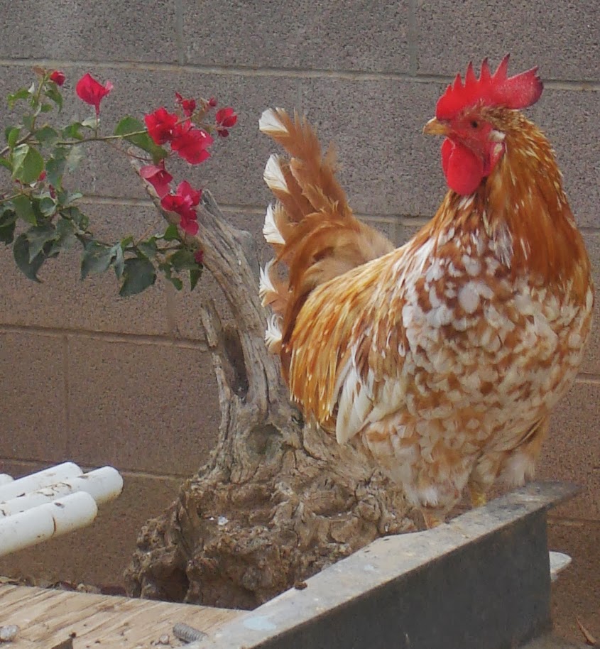 Aloha Chickens: The Mysterious Orange Color - Part Two