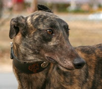 Southeastern Greyhound Adoption