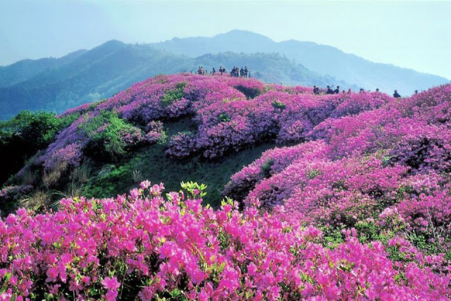Jeju island