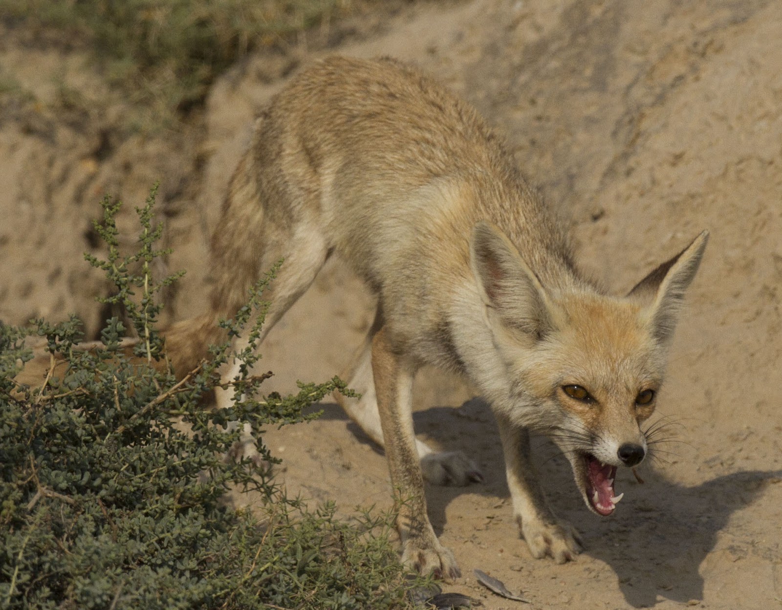 Sorted Desert Fox Pictures on Animal Picture Society