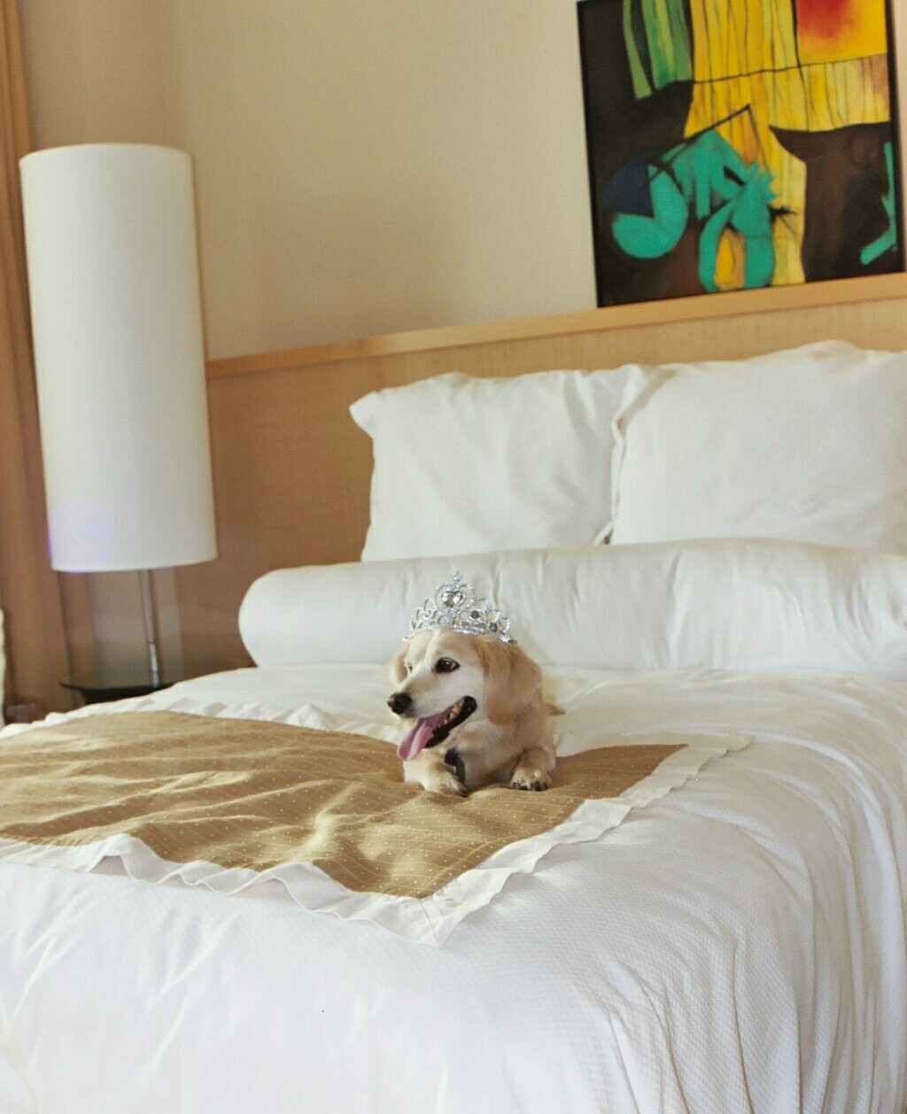 Luxury Hotels Best PetFriendly Hotels