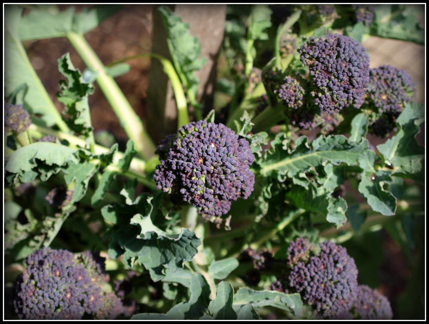 Mark's Veg Plot Harvesting Purple Sprouting Broccoli