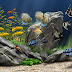 dream aquarium 1.234 fully registered 21 new tanks