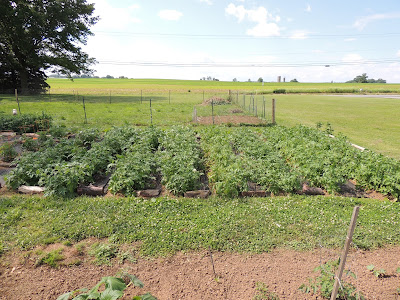 Potatoes 8 Rows of Potatoes