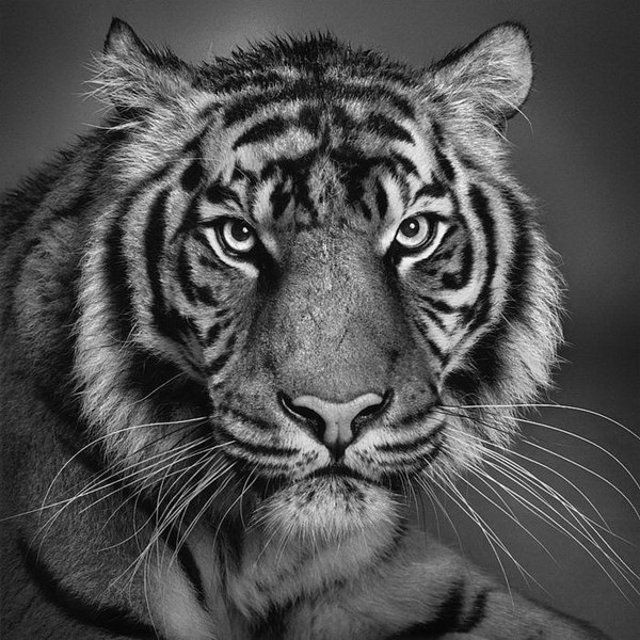 high resolution art images free. Pencil Art Fantastic Drawings high resolution images free download,
