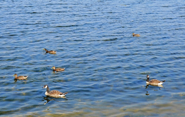 Somerset Ducks