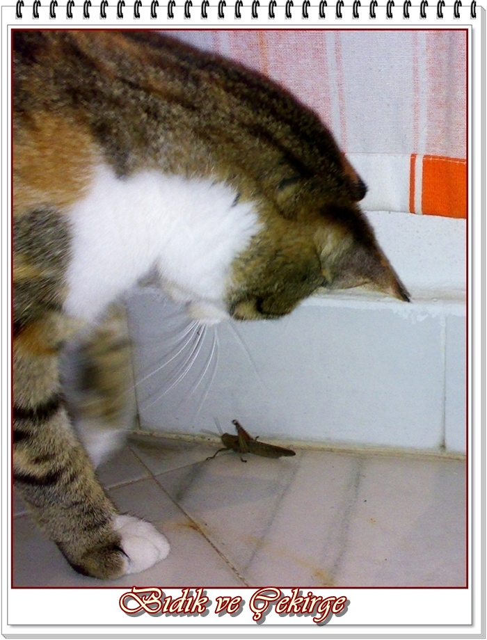 Ehil Kalem Komik Kedi