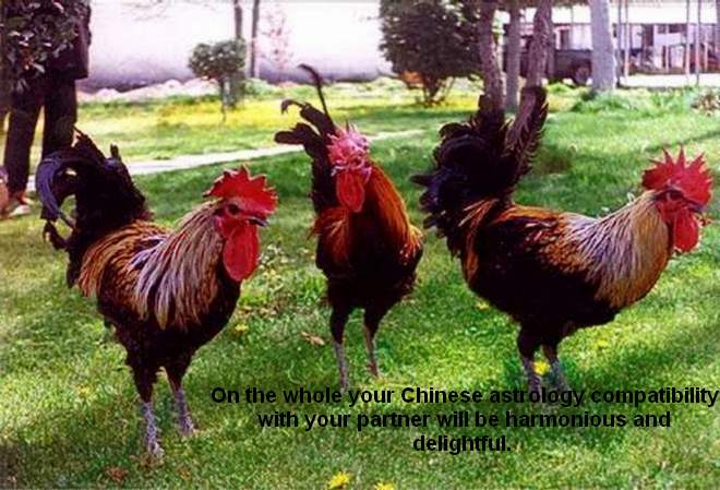new year 2016 rooster forecast 2016 rooster predictions for and money rooster new year 2016 rooster forecast 2016 rooster predictions for and money rooster