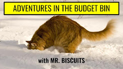 ADVENTURES IN THE BUDGET BIN with Mr. Biscuits