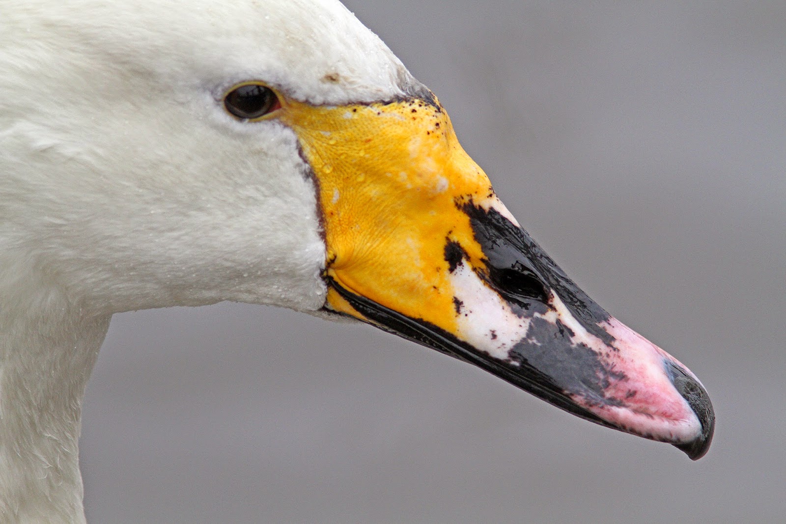 Bird Hybrids Mute Swan x Whooper Swan
