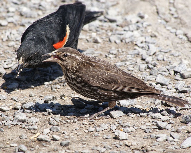 wild birds unlimited large sparrow like bird wild birds unlimited large sparrow like bird