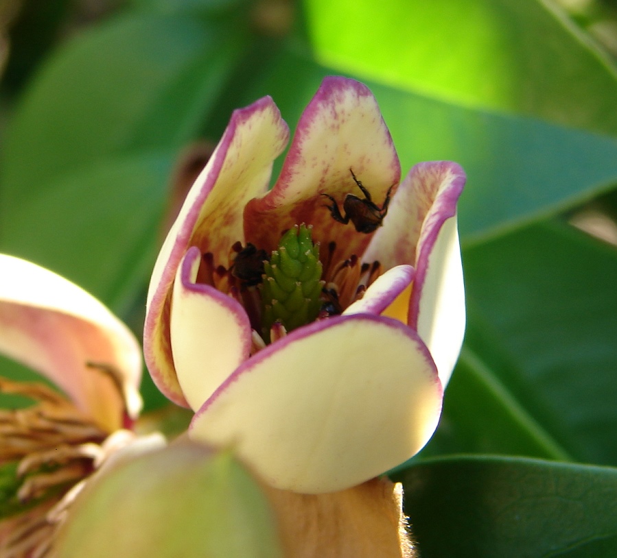 Snap Happy Birding Michelia Coco