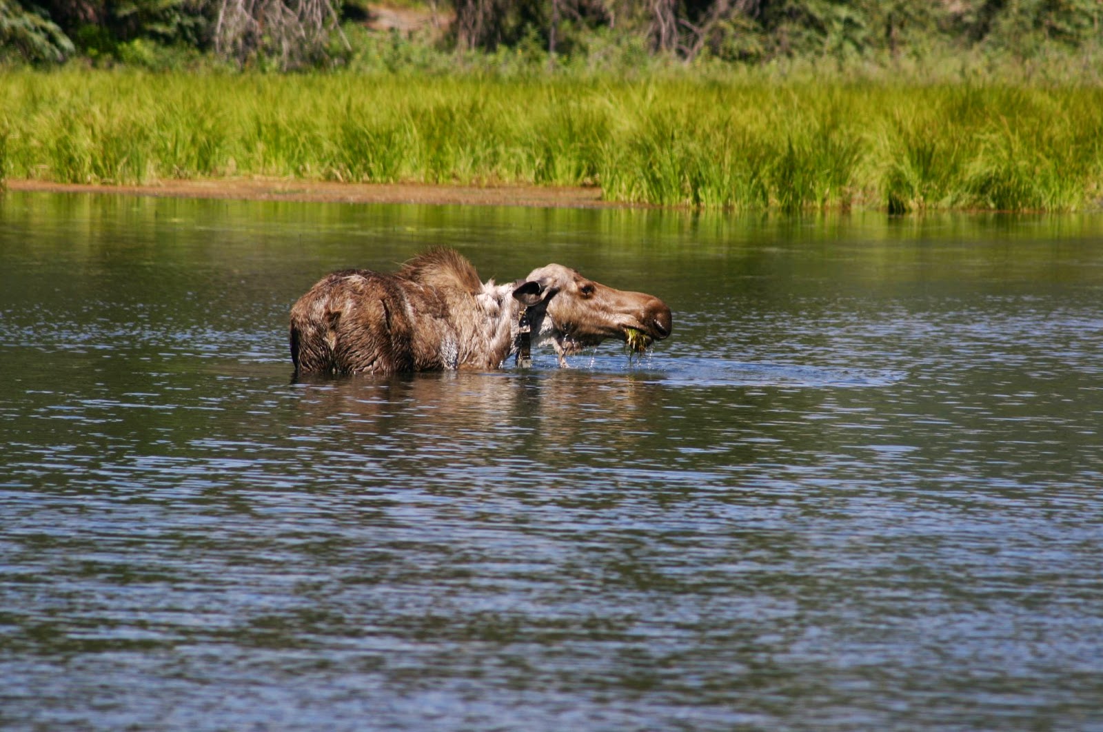 Running From Moose Searching for the Grand Canyon Moose