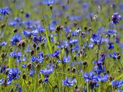 Blue Bachelor Buttons