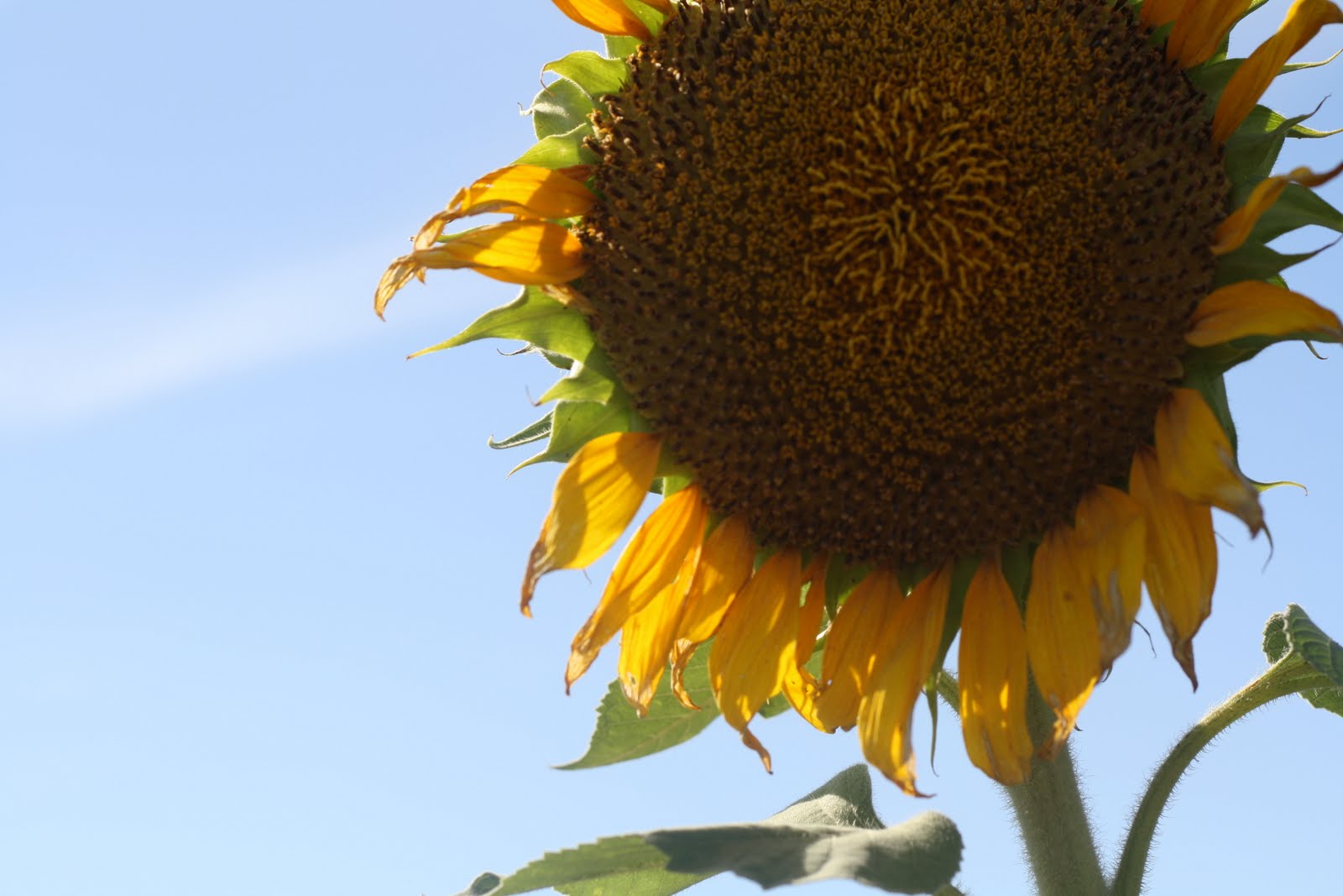 My Big Texas Sunflowers!