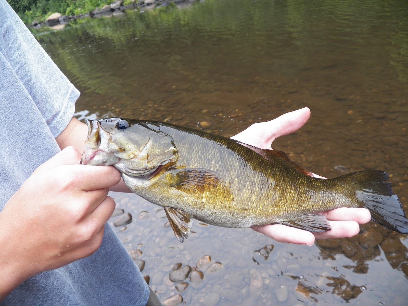 Connecticut Fly Angler Smallmouth bass trip on the Salmon River