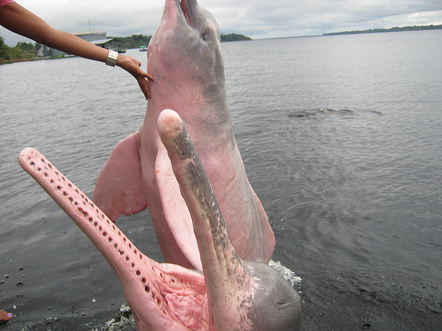 Pink Dolphins on Parade ~ Kuriositas