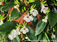 Codonanthe gracilis