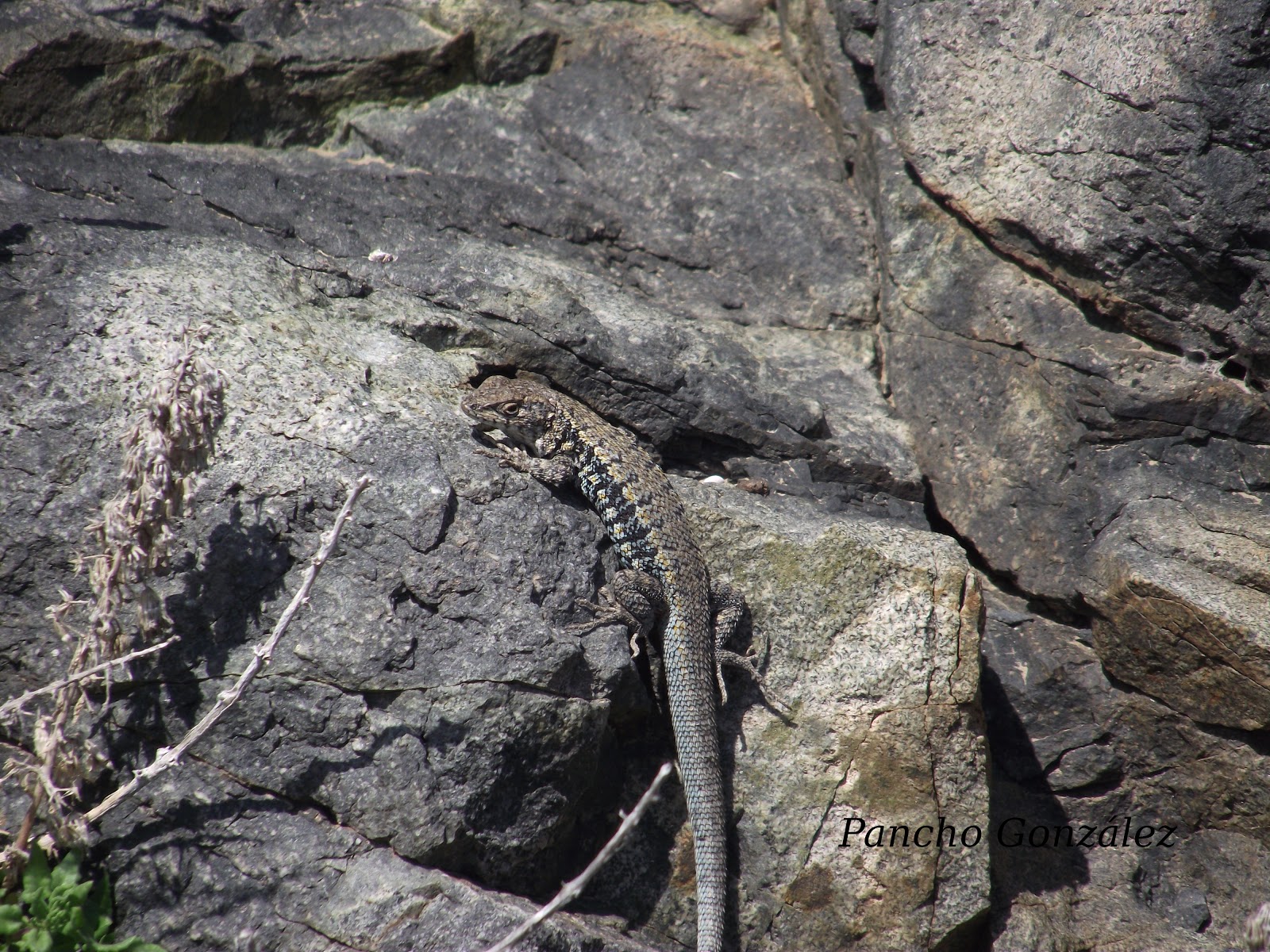 liolaemus JungleKey.fr Image