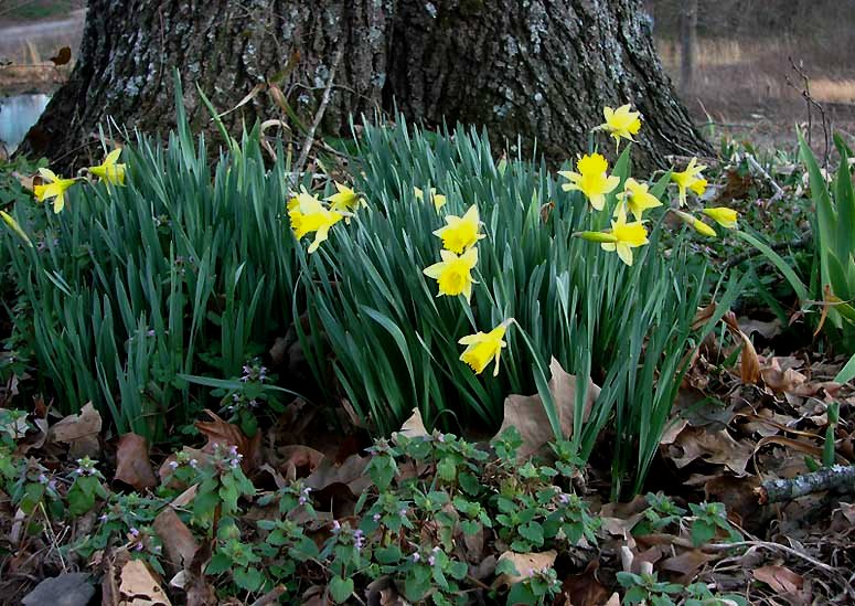 A host, of golden daffodils; daffodils poem. A host, of golden daffodils;