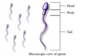 Ngomongin sperma yuks