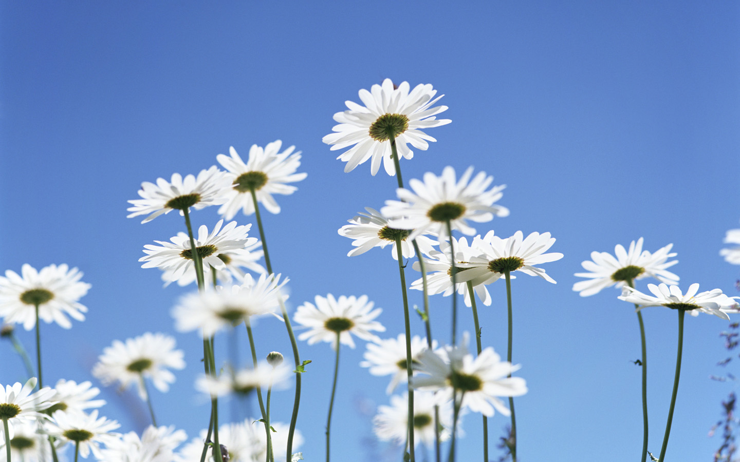 White Daisy Flowers