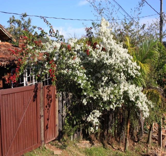 Wcom  Viçosa MG