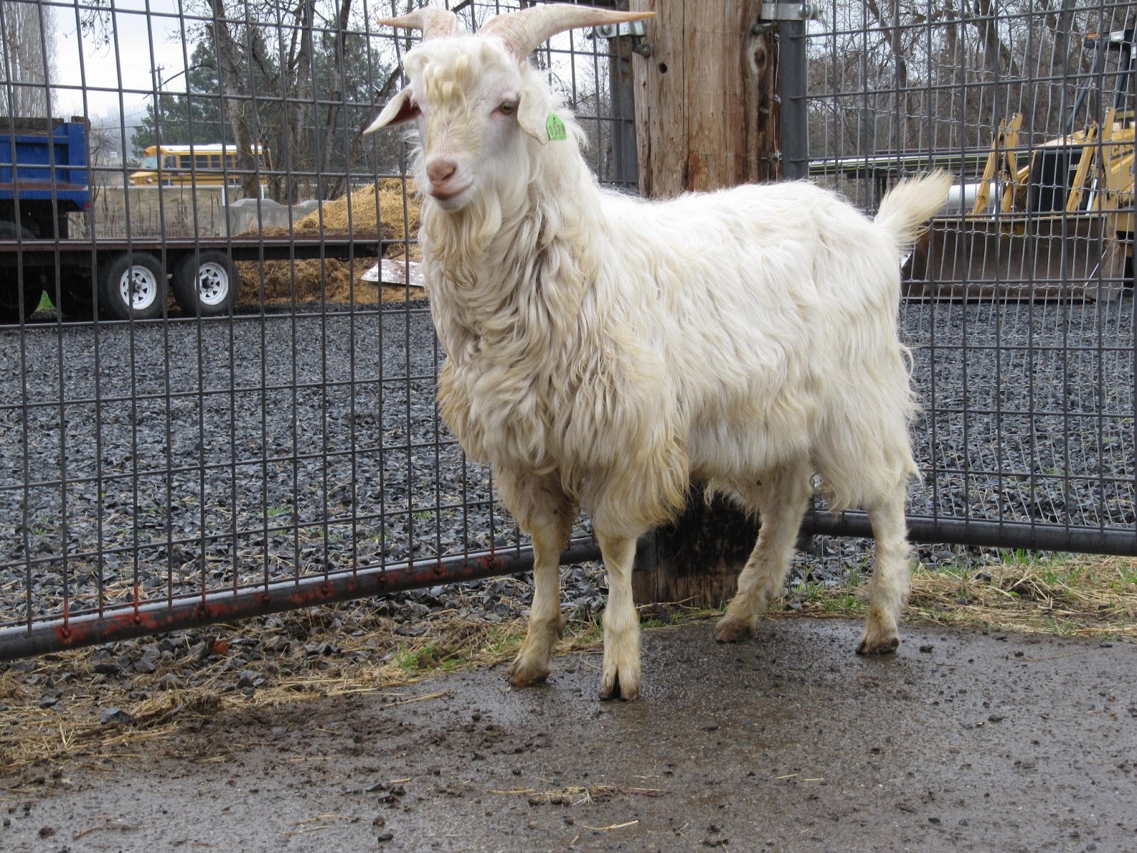 LIBERTY FARM CASHMERE GOATS CASHMERE GOATS FOR SALE