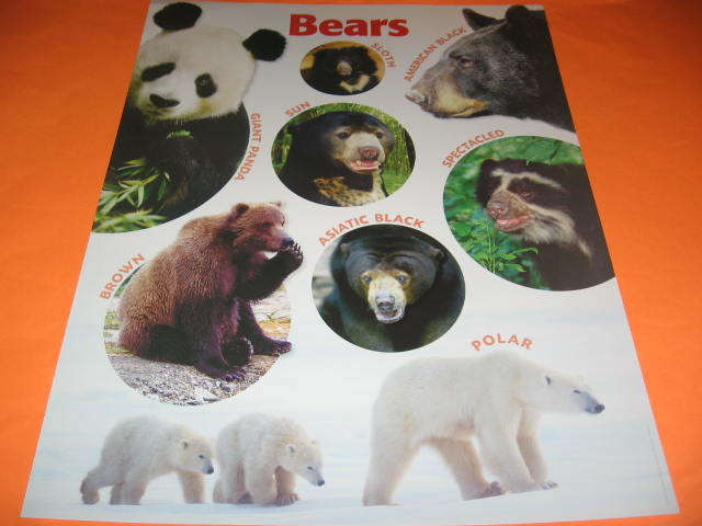 Bear Tales Recent Ebay Steals