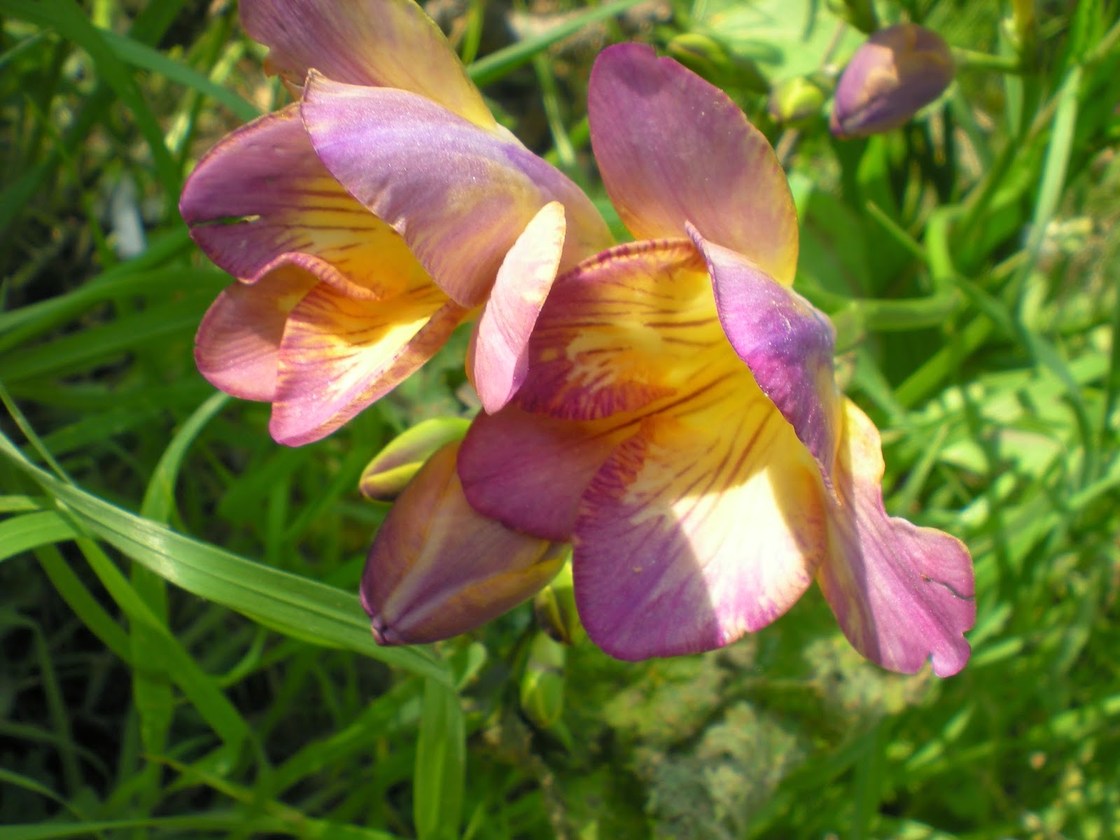 Southern California Gardening Freesia