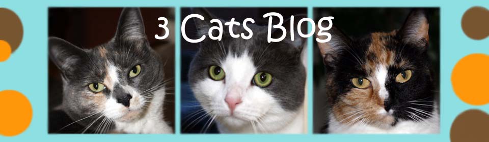 3 Cats Blog