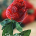 DIY Strawberry Roses