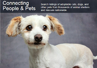Adopt pets online cheap, adopt dogs online, adopt cats online, adopt a pet online