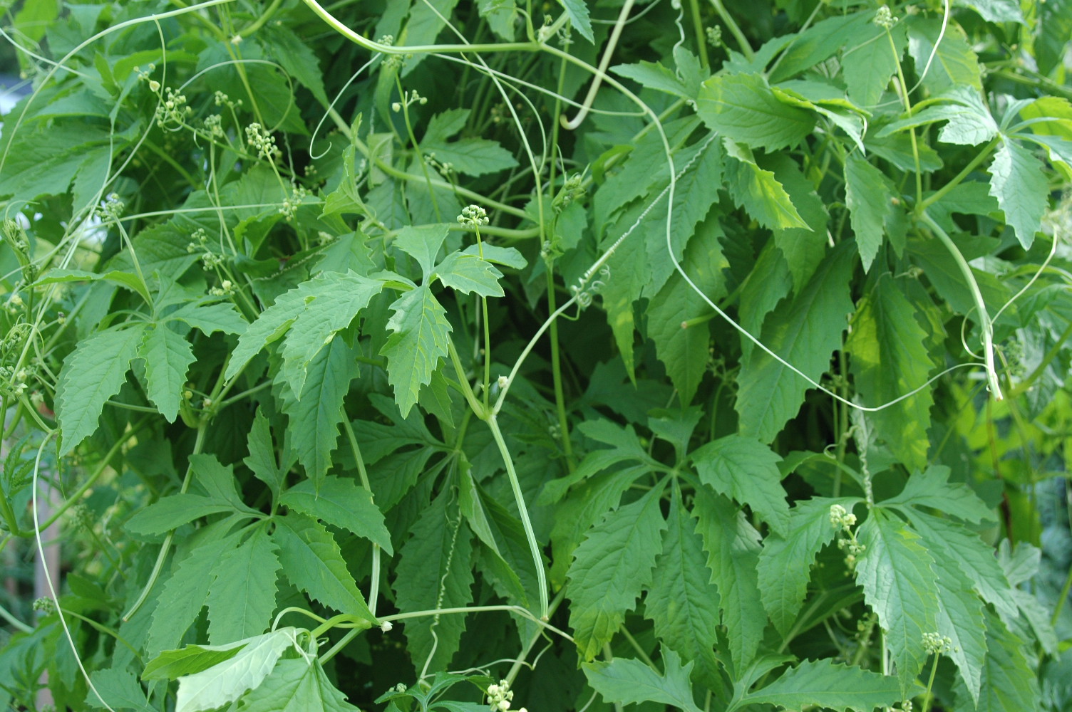 Clyclathera pedada
