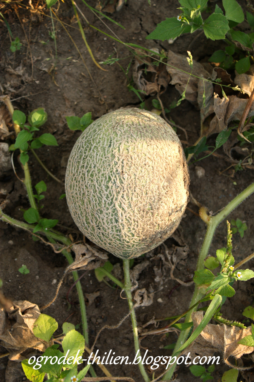 Zielona Chata Melony uprawiane w Polsce