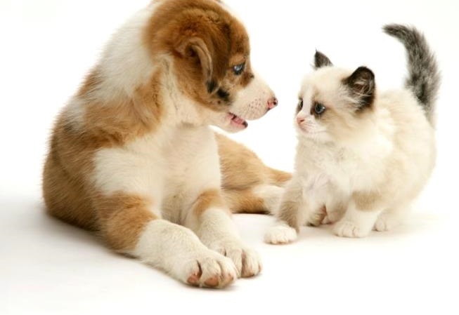 If Your Friends Were Cats And Dogs If Your Friends Were Cats And Dogs