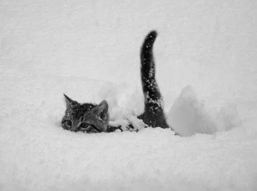 snow yetaland cat