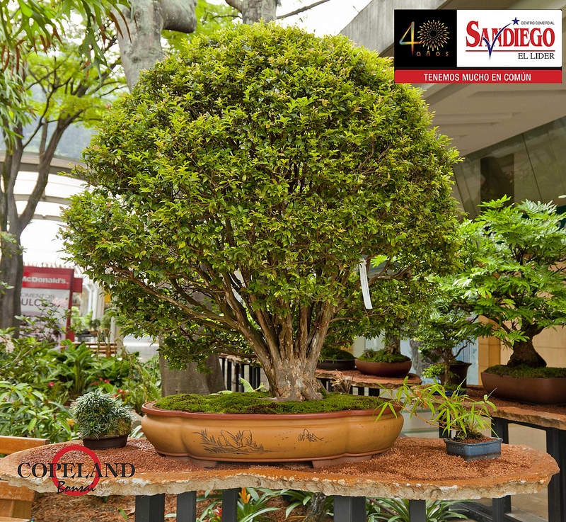 BONSAI COLOMBIA Expo Bonsai Medellin.