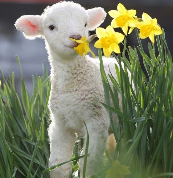 Happy Easter Cute Easter Animals