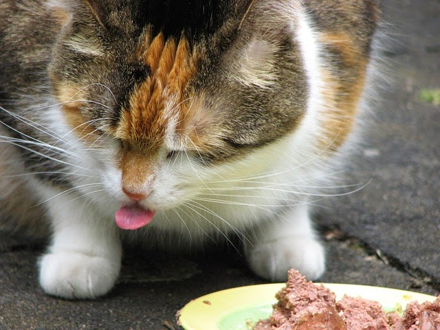 Thiamine Deficiency Cat Food Thiamine Deficiency Cat Food