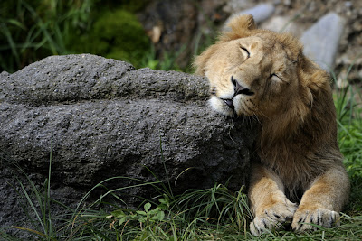 Animals News Wallpaper 11