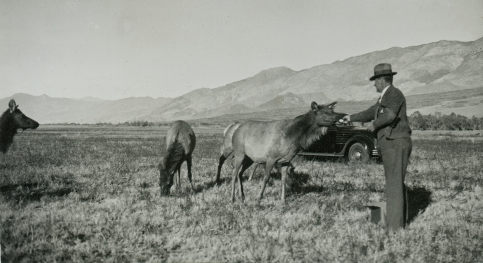 by 1943 the number of tule elk quadrupled and they seemed destine to recover walter dow was inspired the los angeles times quoted dow as saying by 1943 the number of tule elk quadrupled and they seemed destine to recover walter dow was inspired the los angeles times quoted dow as saying