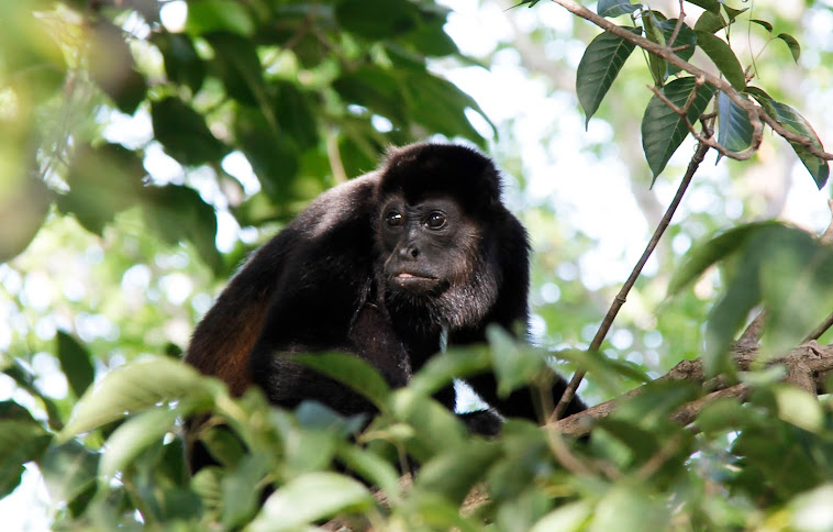 Howler Monkeys