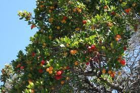 árboles frutales árboles frutales
