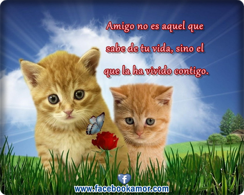 Imagenes de amor con gatos animados - Imagui